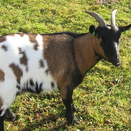 Gasthof Le Paradis Des Animaux Coublevie