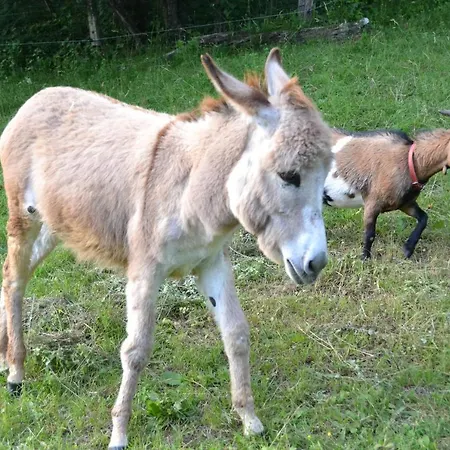 Le Paradis Des Animaux Gasthof