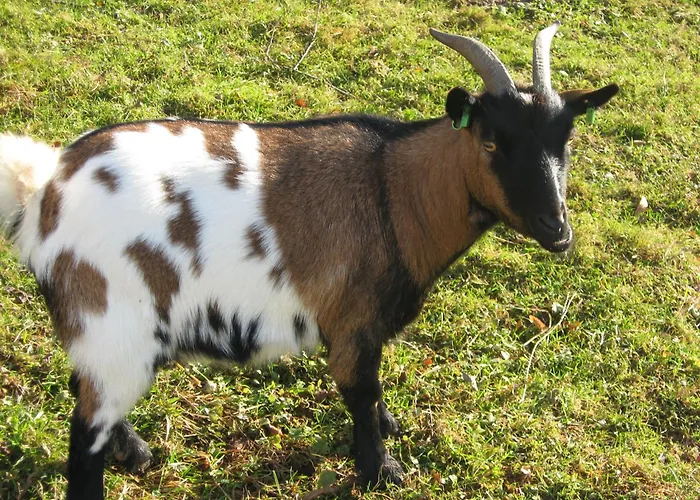 Pensión Le Paradis Des Animaux Coublevie