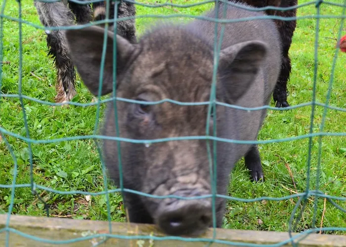 Pensión Le Paradis Des Animaux