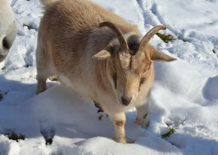 Le Paradis Des Animaux Pensión Coublevie
