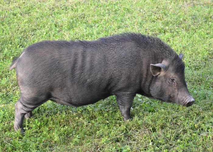 Pensión Le Paradis Des Animaux