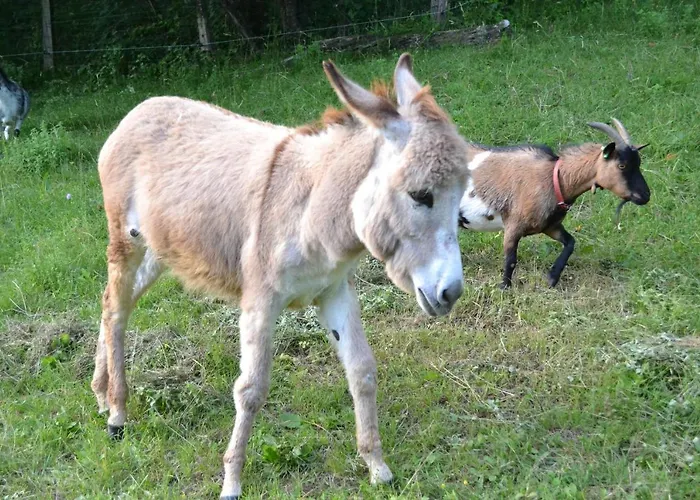 Le Paradis Des Animaux Pensión
