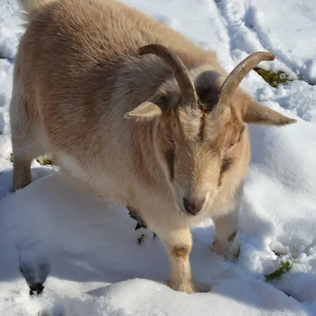Le Paradis Des Animaux Affittacamere Coublevie