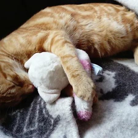 Affittacamere Le Paradis Des Animaux Coublevie