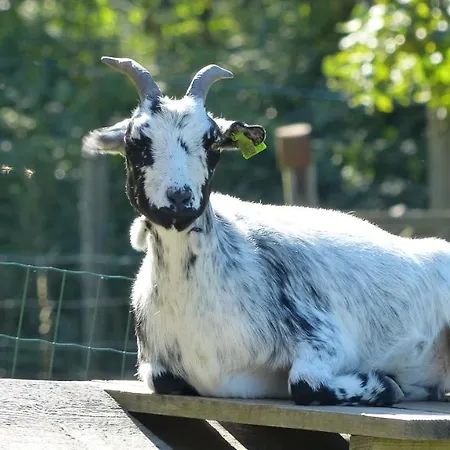 Affittacamere Le Paradis Des Animaux