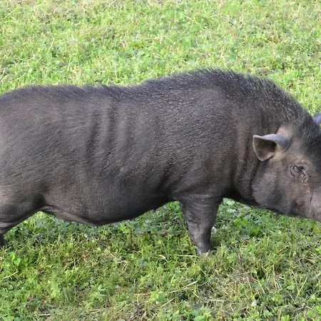 Konukevi Le Paradis Des Animaux